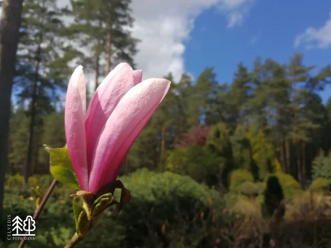 Magnolia   'Betty'